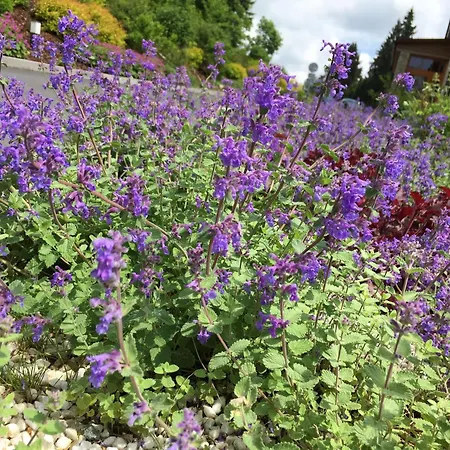 酒店 Rezidence Golf 玛丽亚温泉